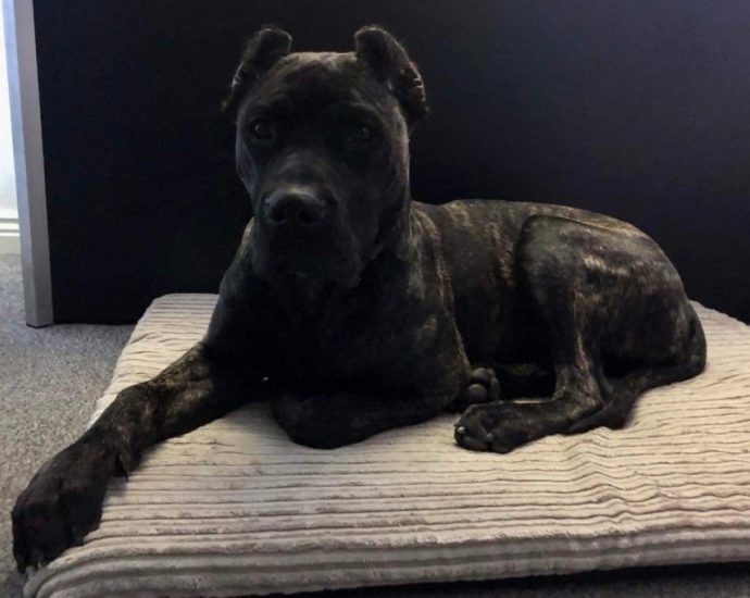 Air of the dog: Clio rescued by firefighters